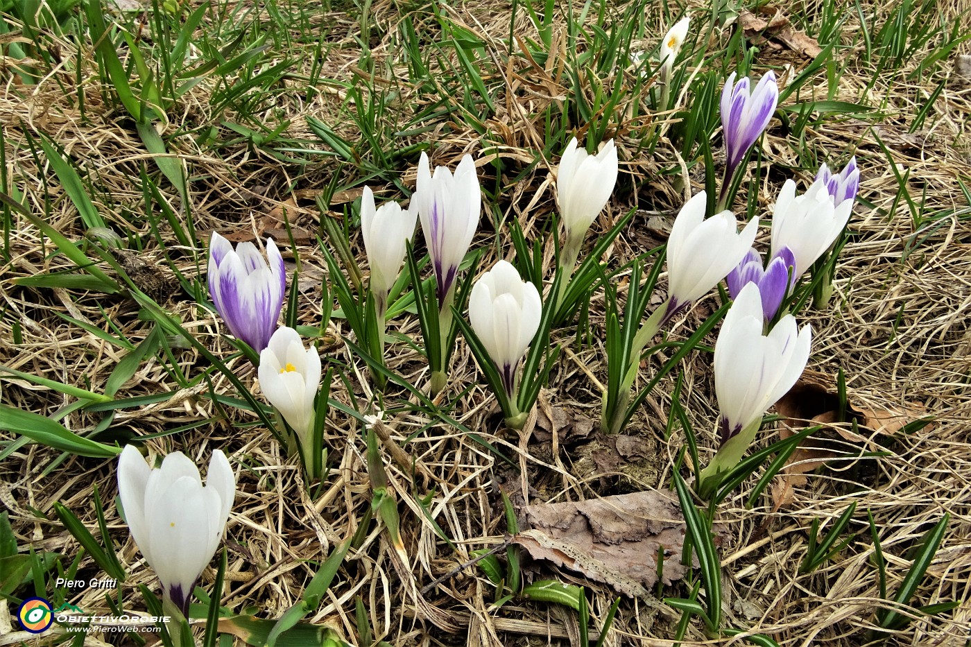 78 Crocus vernus bianchi e semi-violetti .JPG